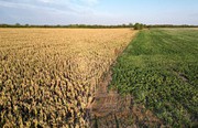 Безпрецедентна посуха в Аргентині завдає шкоди фермерам та економіці