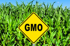 Тарас Висоцький: ГМО - це питання біологічної безпеки, і компромісів тут бути не може