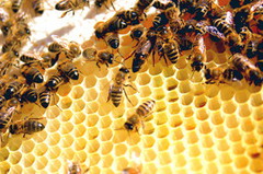 У Мінагрополітики напрацьовують рекомендації для майбутнього законопроекту про бджільництво