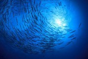 Держрибагентство: На шляху фундаментальних змін у рибній галузі