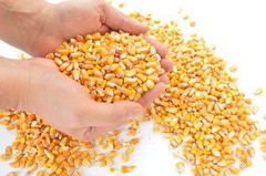 Малі агровиробники можуть отримати насіння кукурудзи в межах допомоги USAID