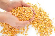 Прийом заявок на отримання насіння кукурудзи закрито