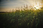 Китай нарощує імпорт кукурудзи, що може посилити попит на українську кукурудзу
