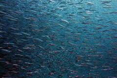 Парламент прийняв Закон про реформу рибної галузі