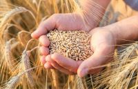 ЄС надасть 56 млн євро фермерам Румунії, Болгарії та Польщі через наплив зерна з України
