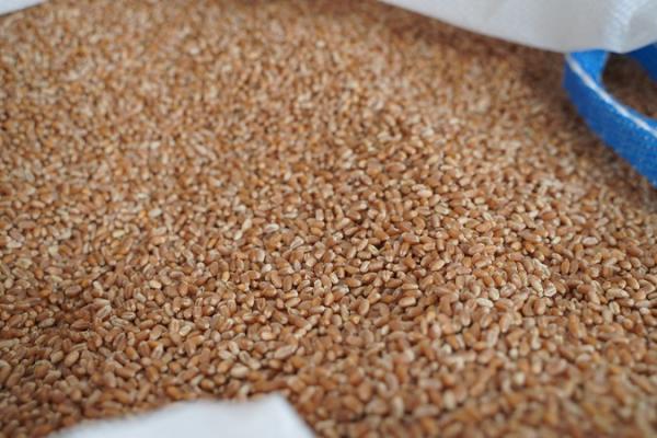 ЄС експортував 22,13 млн тонн м’якої пшениці в сезоні 2022/23, – огляд іноземних ЗМІ 21-22.03.2023