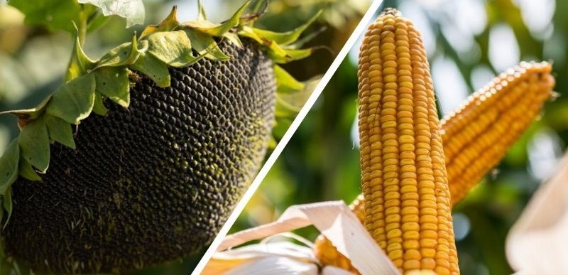 ФАО розпочинає реєстрацію на отримання насіння кукурудзи та соняшника для підтримки агровиробників з прифронтових областей
