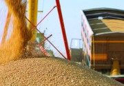 Україна до кінця сезону розраховує експортувати ще 15,6 млн тонн зернових