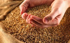 Програма USAID АГРО надасть 367 млн грн для співфінансування проектів з підтримки переробки зернових, олійних та бобових культур