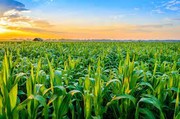 У 2023 році ЄС зменшить площі сівби кукурудзи через складну погоду та сильну конкуренцію