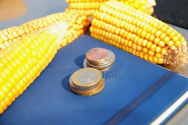 USDA очікує зростання світового балансу кукурудзи у 2023/24 МР
