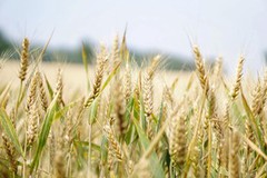 Цьогоріч Україна може посіяти найбільшу площу ярої пшениці за останні 12 років