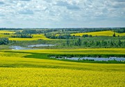 Підвищення прогнозу урожаю ріпаку в ЄС посилює тиск на котирування