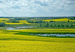 Підвищення прогнозу урожаю ріпаку в ЄС посилює тиск на котирування