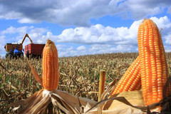 Експерти підвищили прогноз урожаю кукурудзи в Бразилії