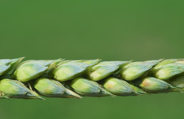 У країнах Магрибу прогнозуються значні втрати врожаю пшениці та ячменю