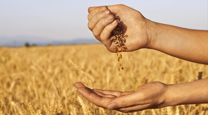 Як неврожай в Китаї може позначитись на світовому та українському зерновому експорті? Відео