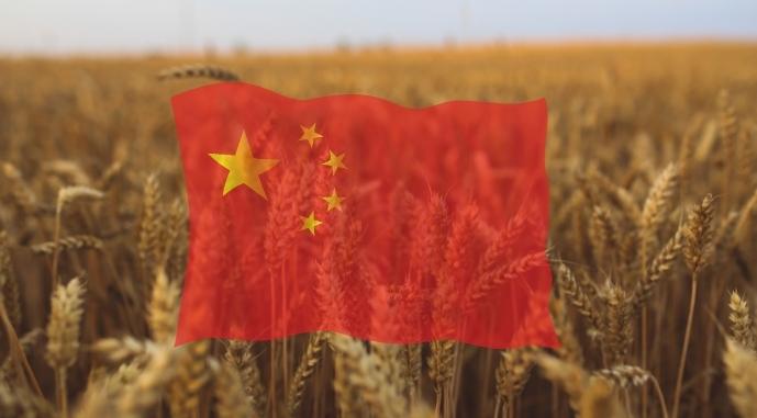 Близько 15% врожаю пшениці в Китаї непридатні для харчового використання