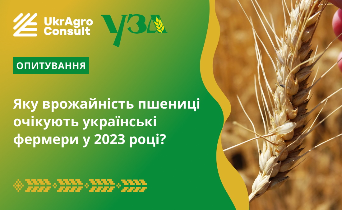 Яку врожайність пшениці очікують українські фермери у 2023 році?