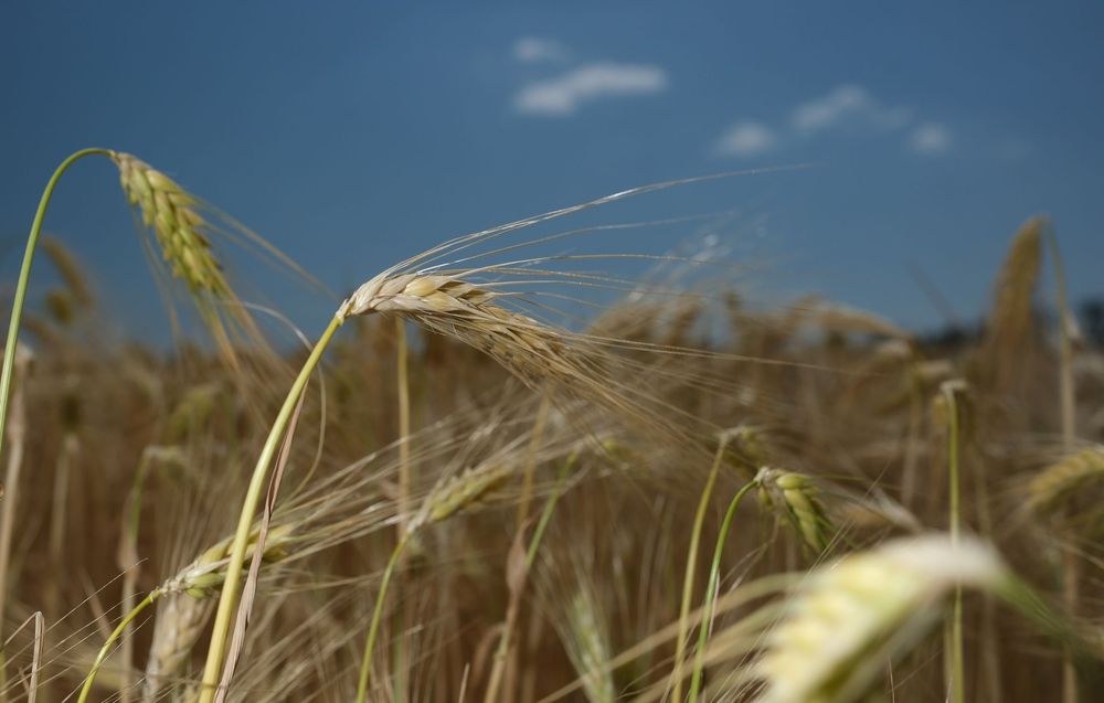 Посуха скорочує врожай озимих культур у Німеччині