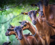 Відкрито ще один міжнародний ринок: Україна експортуватиме дрібну рогату худобу до Республіки Лівану