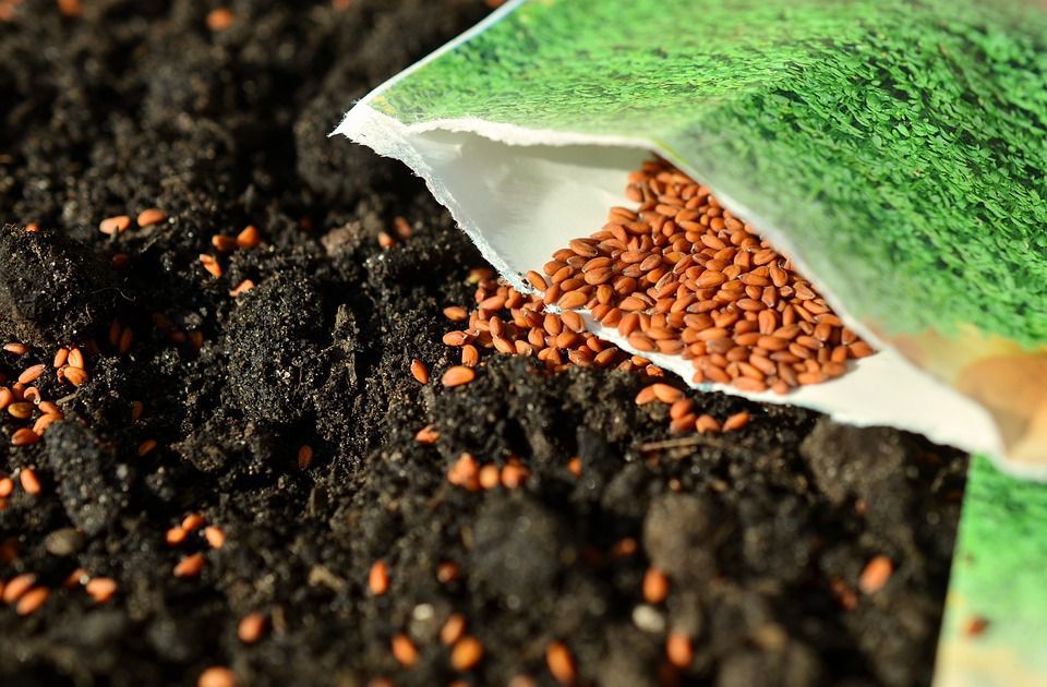 ФАО надасть насіння зернових для підтримки фермерів під час осінньої посівної кампанії