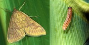 Кукурудзяний (стебловий) метелик: поради з контролю та заходів захисту від Держпродспоживслужби