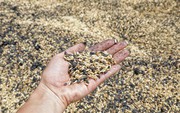 Росія за 9 днів знищила близько 180 тисяч тонн українського зерна, - МЗС України