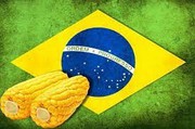 Аналітики StoneX прогнозують рекордний урожай сої та кукурудзи в Бразилії