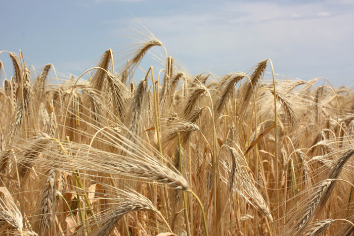 Жнива-23: В Україні намолочено 16,6 млн тонн зерна нового врожаю