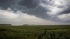 Цьогорічні жнива проходять повільно. Причина цьому - надмірні опади, - НААН