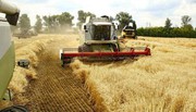 Жнива-2023: В Україні намолочено 16,6 млн тонн зернових нового врожаю