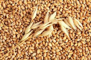 Зупинка «зернового коридору» скоротила до мінімуму запаси пшениці у світі – турецькі ЗМІ