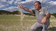 Посуха в Іспанії суттєво скорочує врожай пшениці. Водночас Угорщина збільшить урожай пшениці