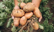 Збір овочевих культур: найвища врожайність картоплі на Хмельниччині