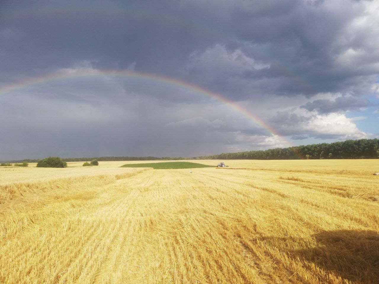 В Україні зібрано 27,3 млн тонн зернових. Полтавщина, Вінниччина та Одещина завершили збір врожаю ранніх зернових