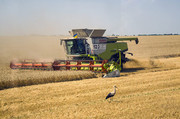 В Україні зібрано 27,3 млн тонн зернових. Полтавщина, Вінниччина й Одещина завершили збір урожаю ранніх зернових