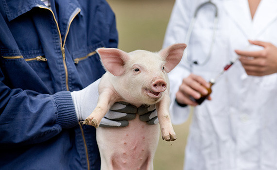 Встигніть зареєструватися на IV модуль онлайн-школи для спеціалістів ветеринарної медицини свиногосподарств