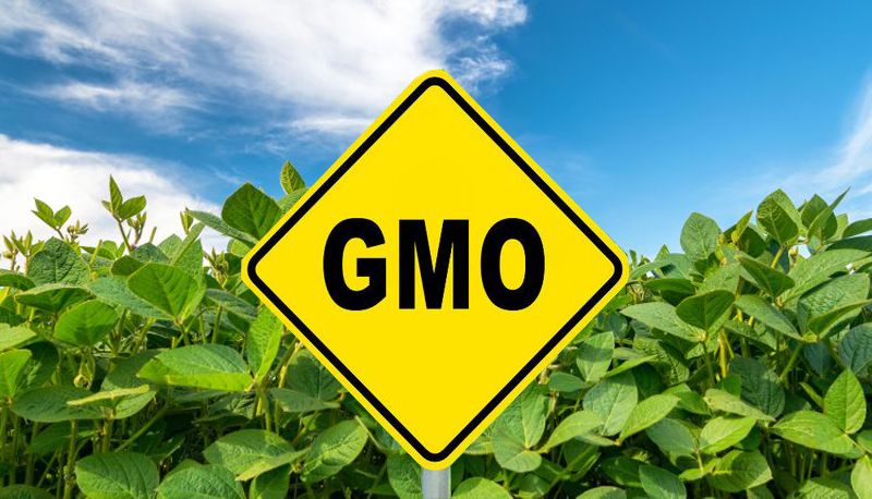 Рада легалізувала ГМО