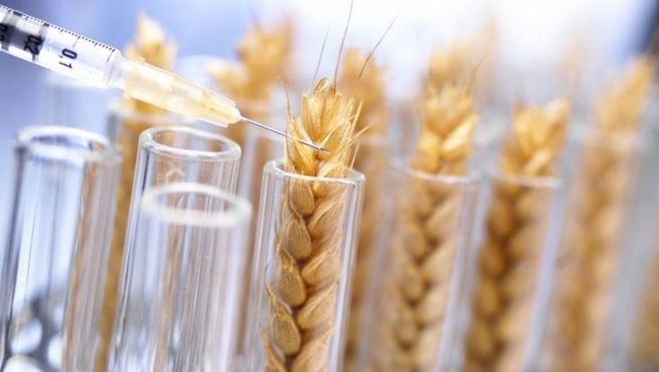 Елеватори отримають додаткові розходи в сотні тисяч доларів на аналізах зерна на ГМО — експерт