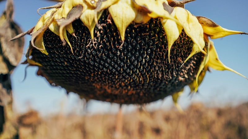 В Україні намолочено перший мільйон тонн насіння соняшника