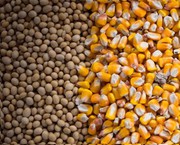 Експорт кукурудзи та сої до КНР: ДПСС роз’яснює терміни подачі документів