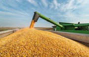 Експорт у 50 млн тонн зерна на рік не задовільнить Україну - Висоцький