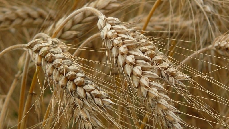 В Україні намолочено 41,7 млн тонн зернових та олійних культур