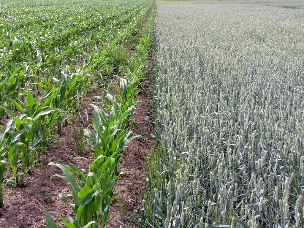 З наступного року у ЄС сівозміна стає обов’язковою, італійські фермери вважають це ударом по виробництву кукурудзи та пшениці