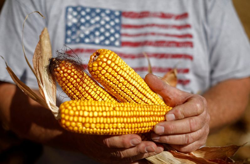 Високий урожай кукурудзи в США знижує ціни, підштовхуючи світову пропозицію до надлишку