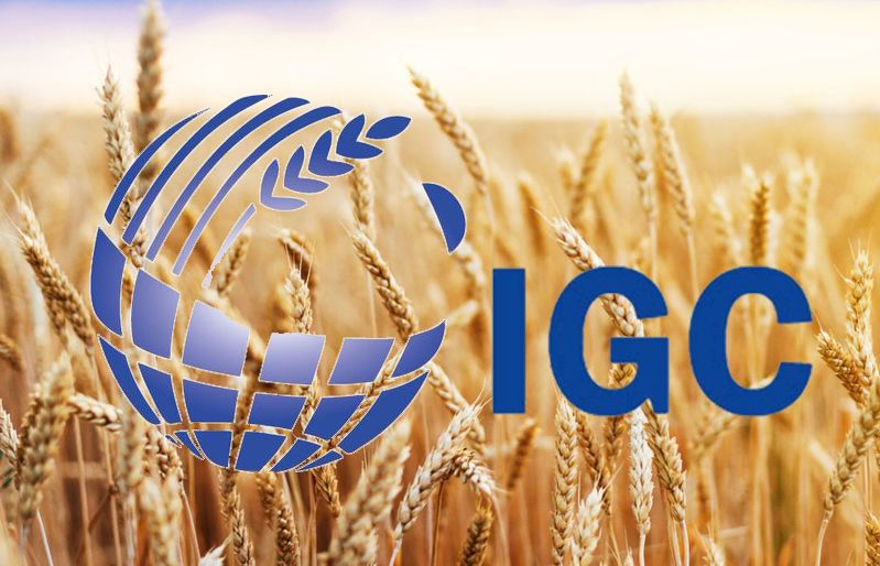Експерти IGC прогнозують зниження світових запасів зерна до 9-річного мінімуму, попри збільшення виробництва