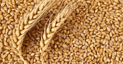У Латвії різко зріс імпорт російського зерна