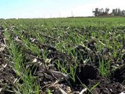 Сольський прогнозує скорочення врожаю в Україні у 2024 р. і невигідність для низки фермерів засівати поля
