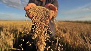 В Україні намолочено 75,7 млн тонн нового врожаю